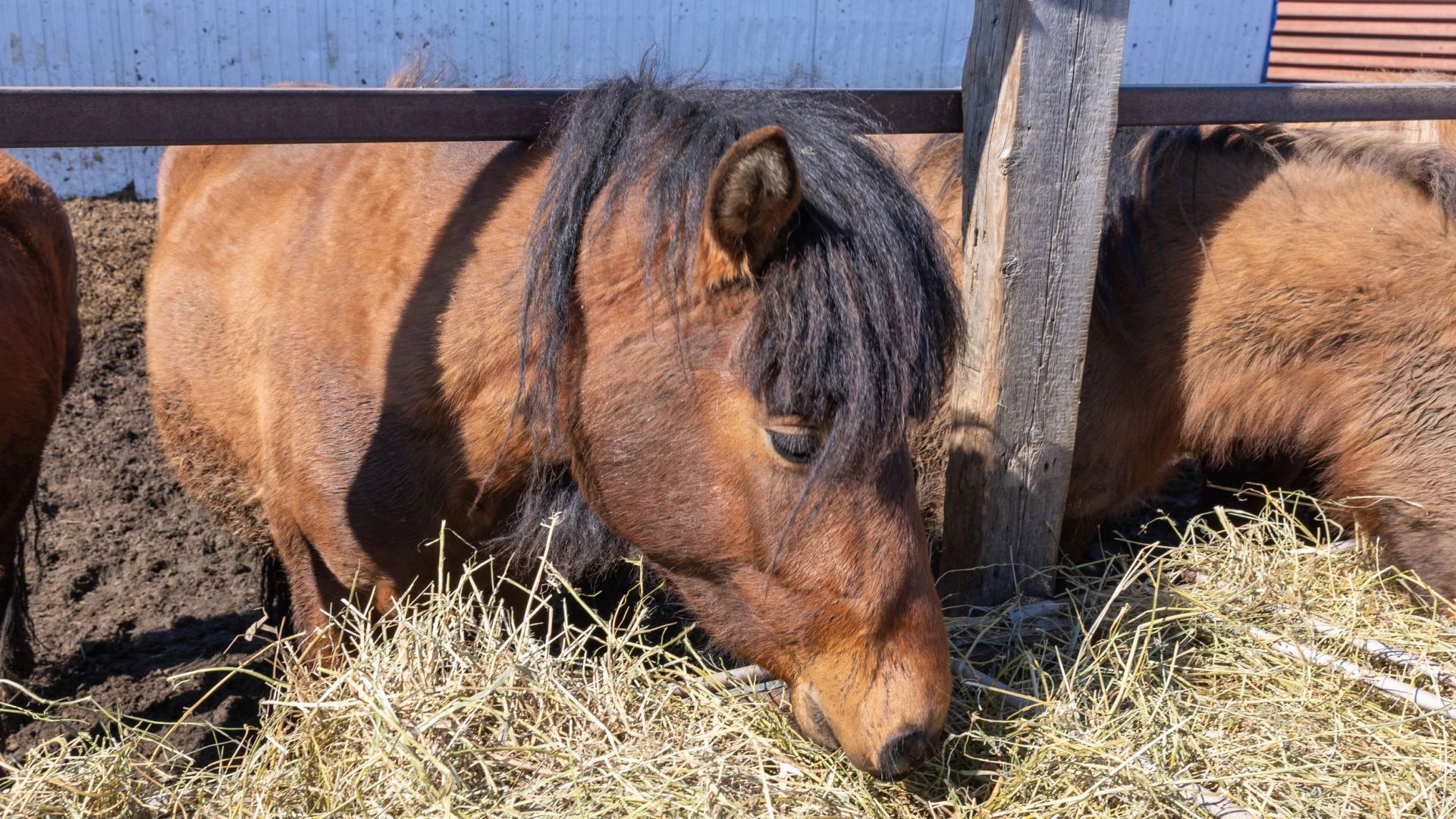 В Бельгии 22-летняя всадница погибла после удара лошади
