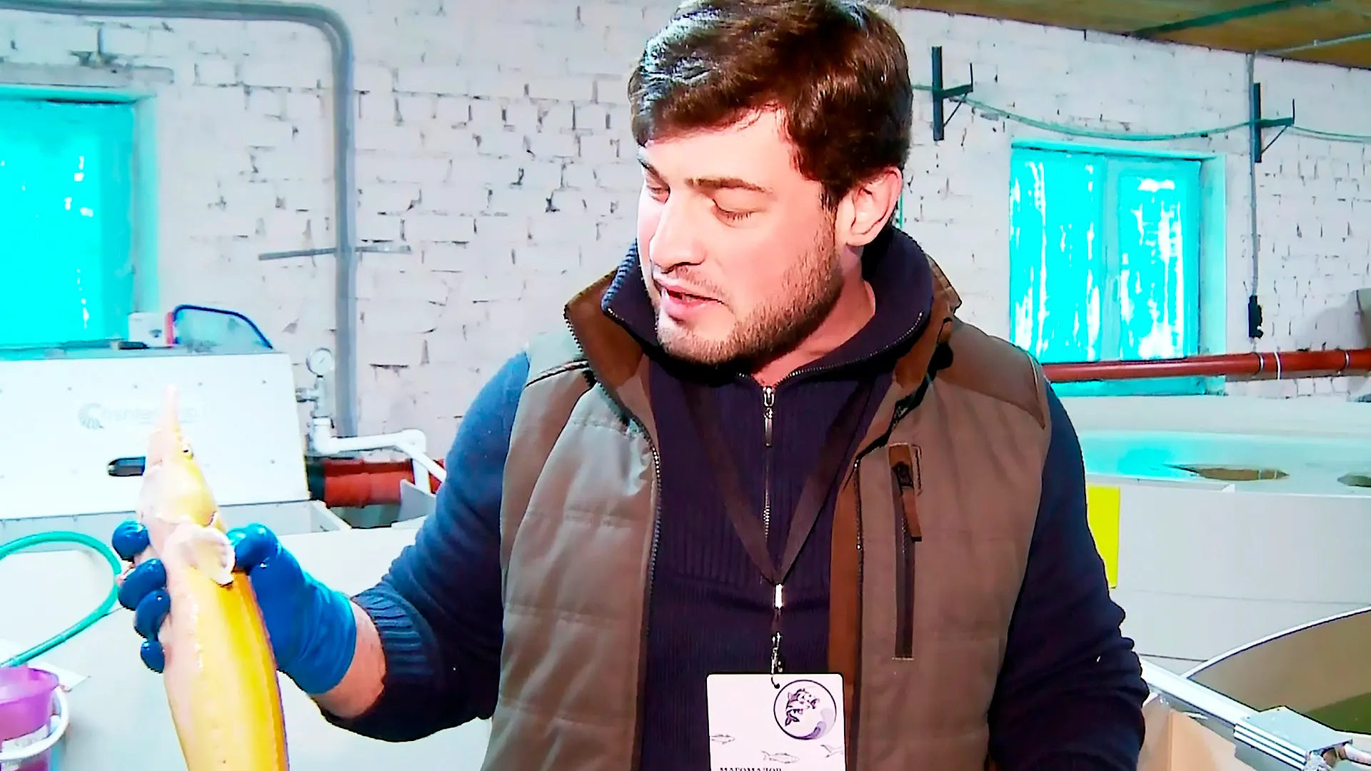 Тюменские рыбоводы растят уникальную стерлядь