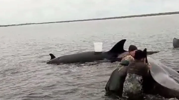 Кадр видео t.me/mchskam41