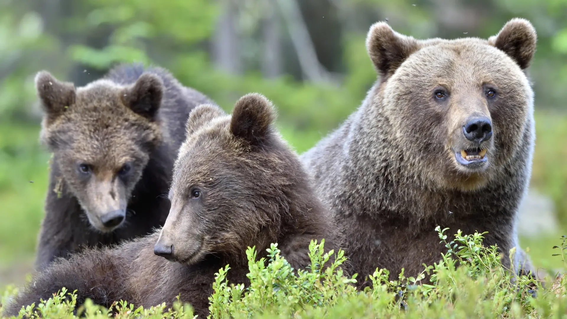 Фото: Shutterstock/Sergey Uryadnikov