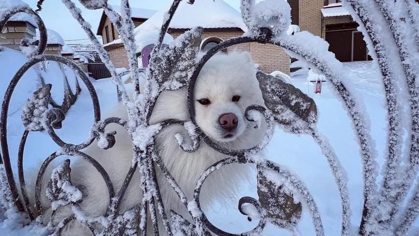 Фото: группа ВКонтакте "Подслушано № 1 | Лабытнанги"
