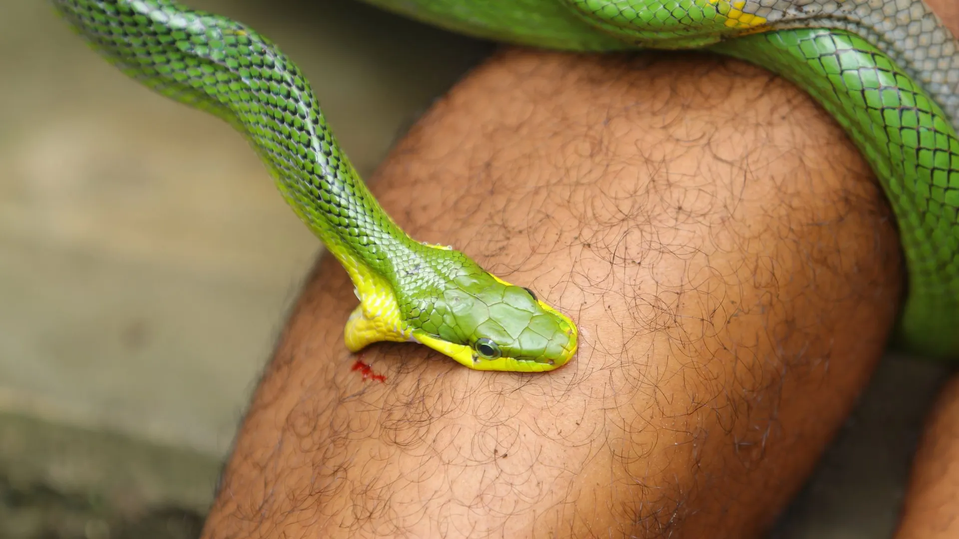 Фото: Mufti Adi Utomo/Shutterstock/Fotodom