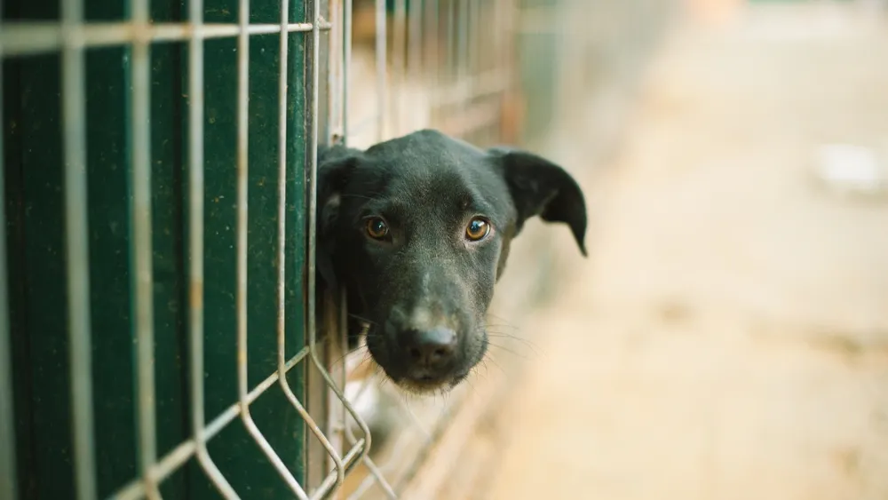 Фото: Vulp/Shutterstock/Fotodom