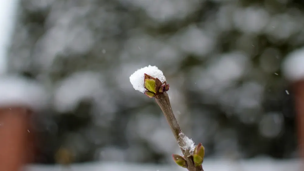 Фото: Paul_Jusif/Shutterstock/Fotodom