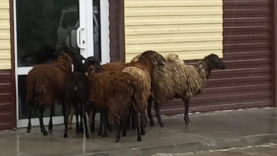 Фото: Nomina-Sunt-Odiosa, группа «Злой и добрый надымчанин»