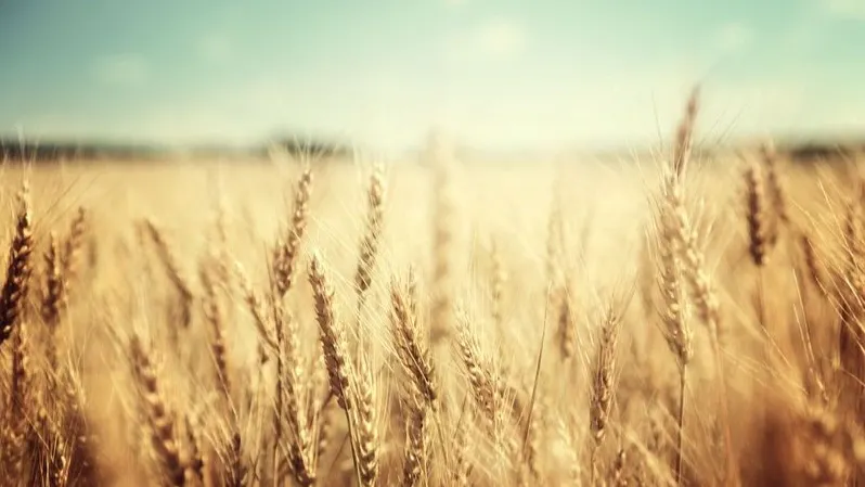 Фото: ESB Professional/Shutterstock/Fotodom