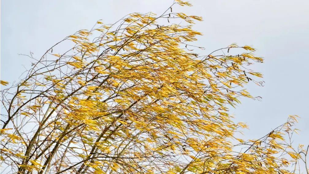 Фото: Андрей Ткачев/«Ямал-Медиа»