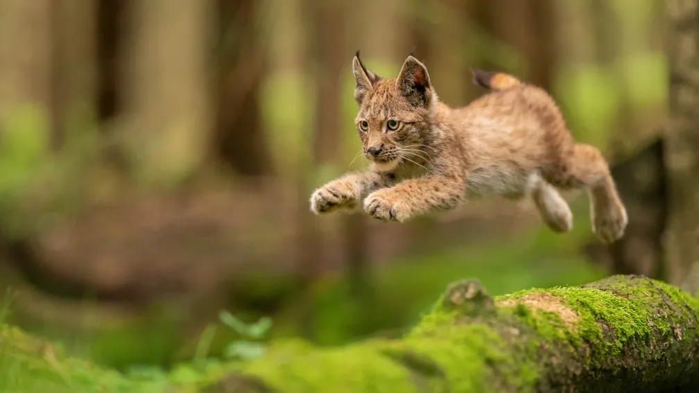 Фото: Stanislav Duben/Shutterstock/Fotodom