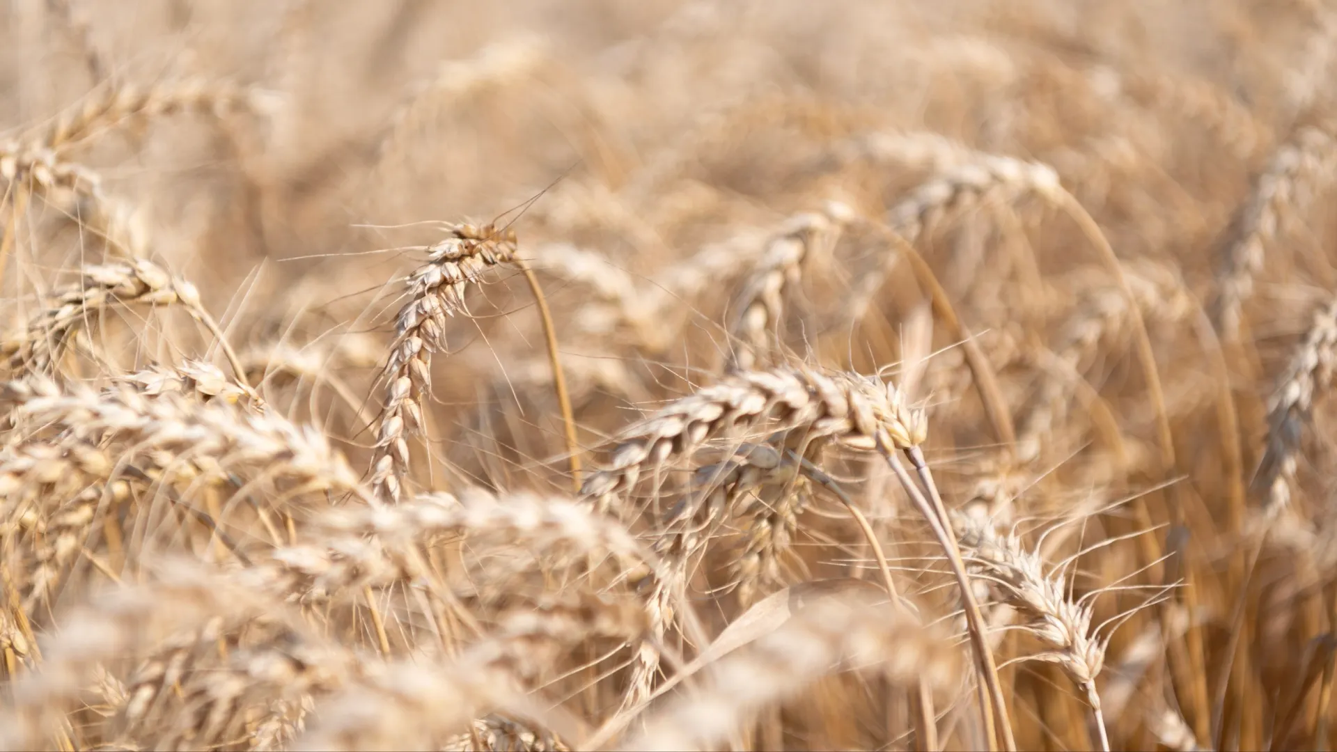 Рожь традиционно убирают во второй половине июля. Фото: Just dance/Shutterstock/Fotodom