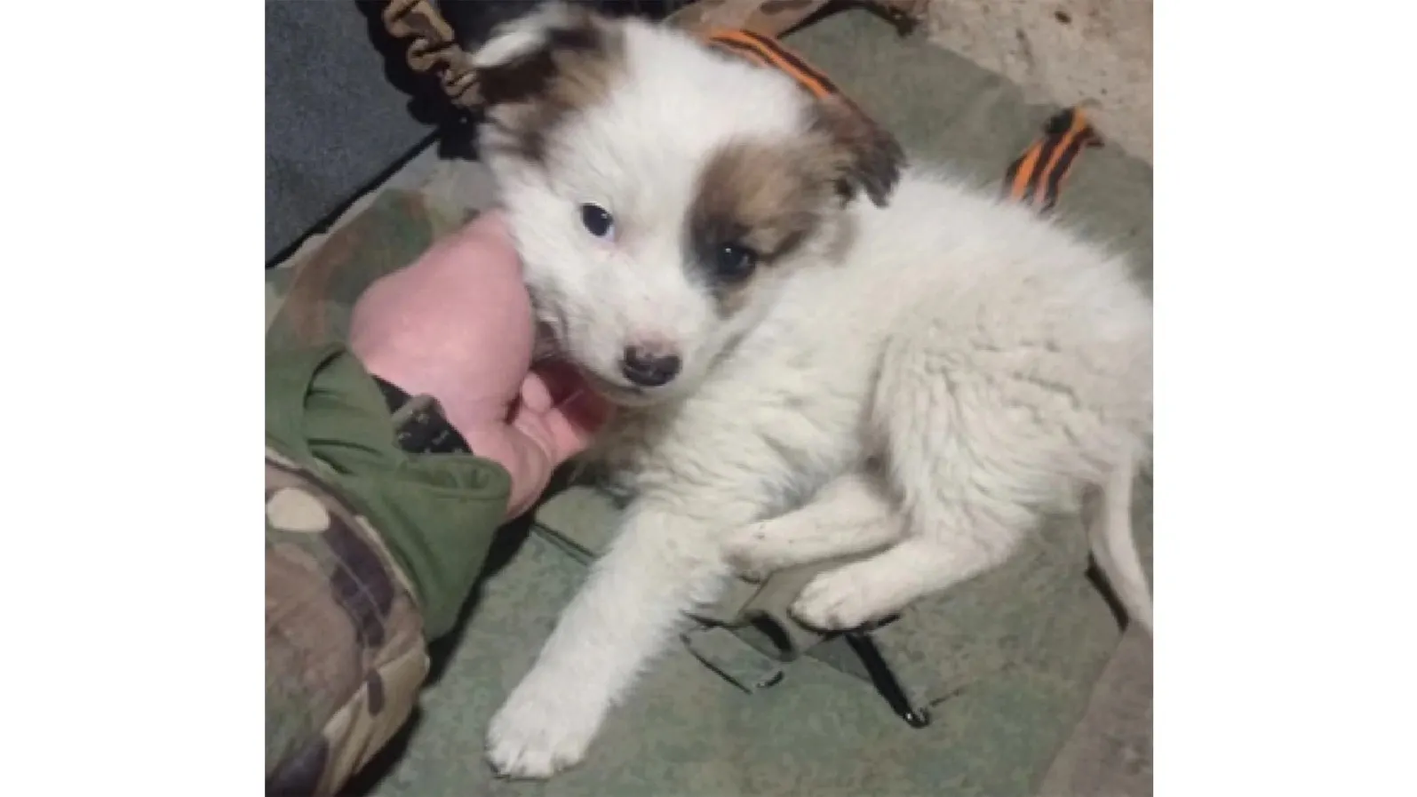 Кадр из видео со страницы vk.com/nf_novosibirsk