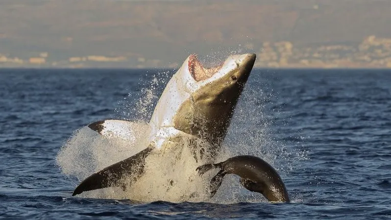 Фото: Sergey Uryadnikov/Shutterstock/Fotodom