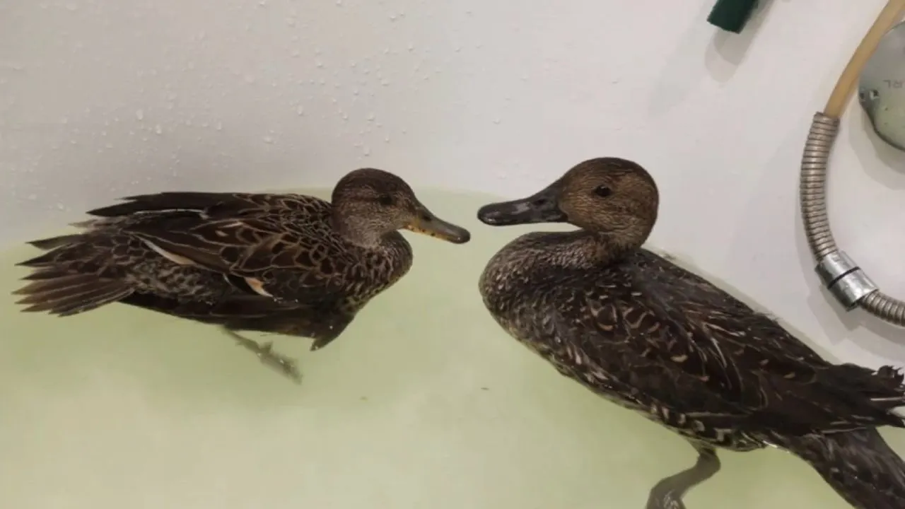 Обе утки сейчас плавают в ванной волонтера Лидии Карповой. Фото: Лидии Карповой