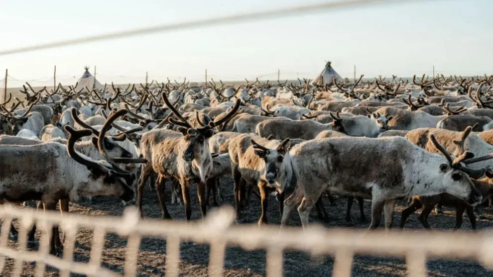 Фото: Юлия Чудинова/ «Ямал-Медиа»
