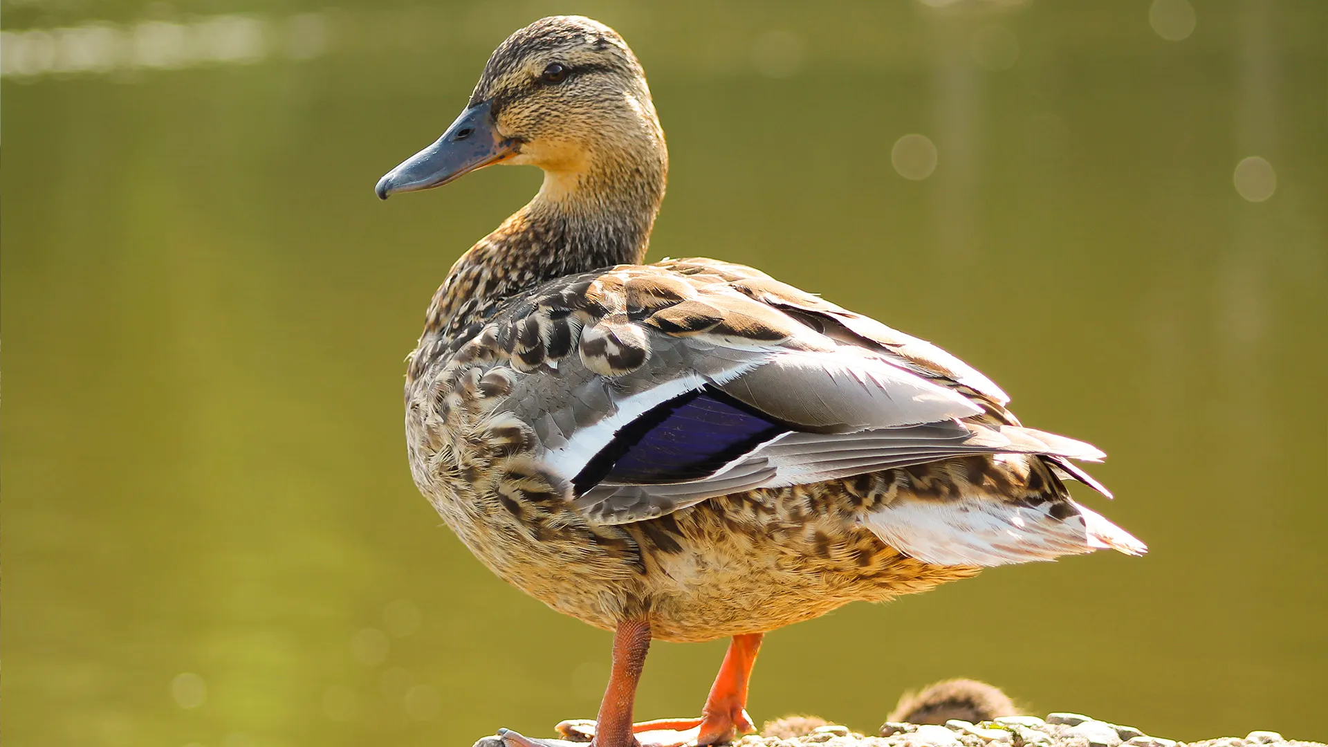 Фото: Irina Shtiben /Shutterstock.com