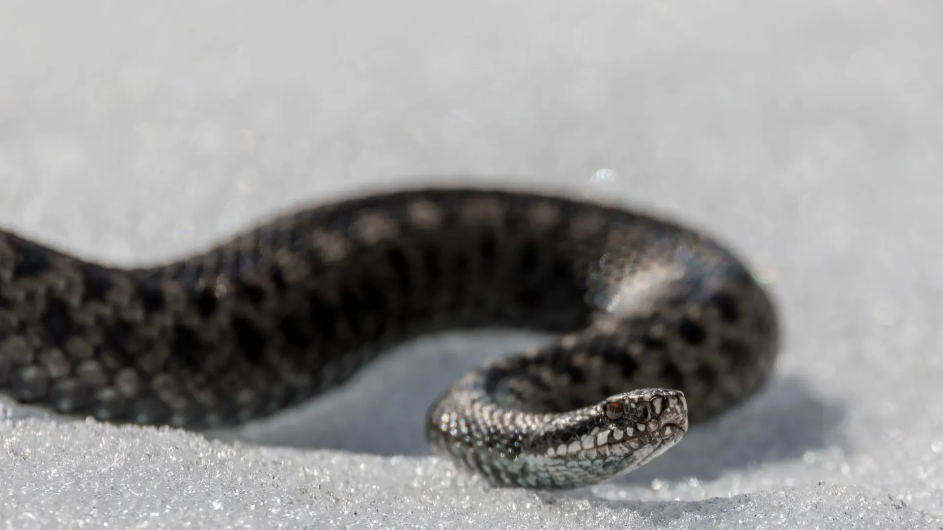 Фото: Vesku Hillberg/Shutterstock/Fotodom