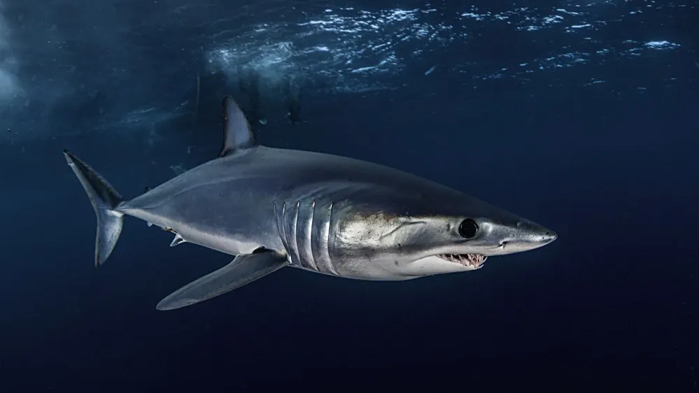 Фото: wildestanimal/Shutterstock/Fotodom