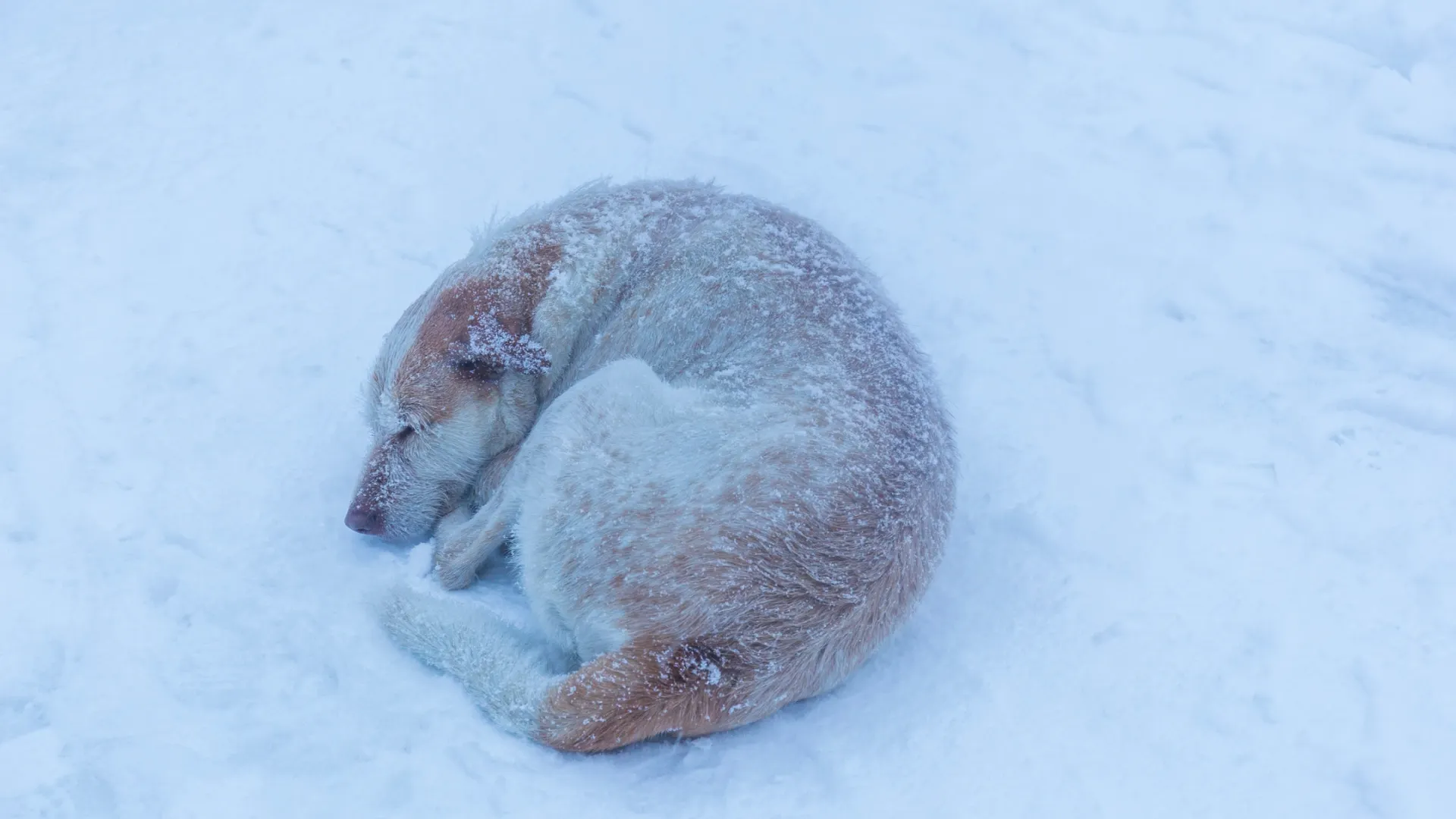 Фото: Serkan Duzalan/Shutterstock/Fotodom