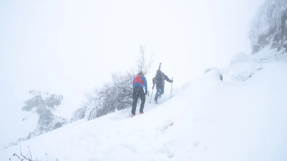 Фото: Edgar Colomer Ferri/shutterstock