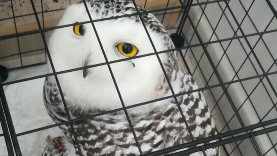 Фото: vk.com/nojabrsk112