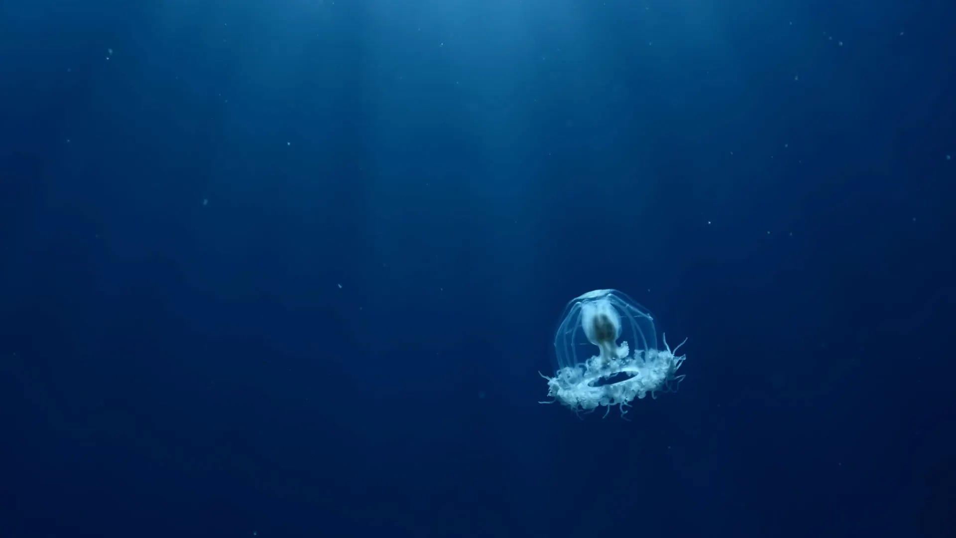 Фото: scubadesign/Shutterstock/Fotodom