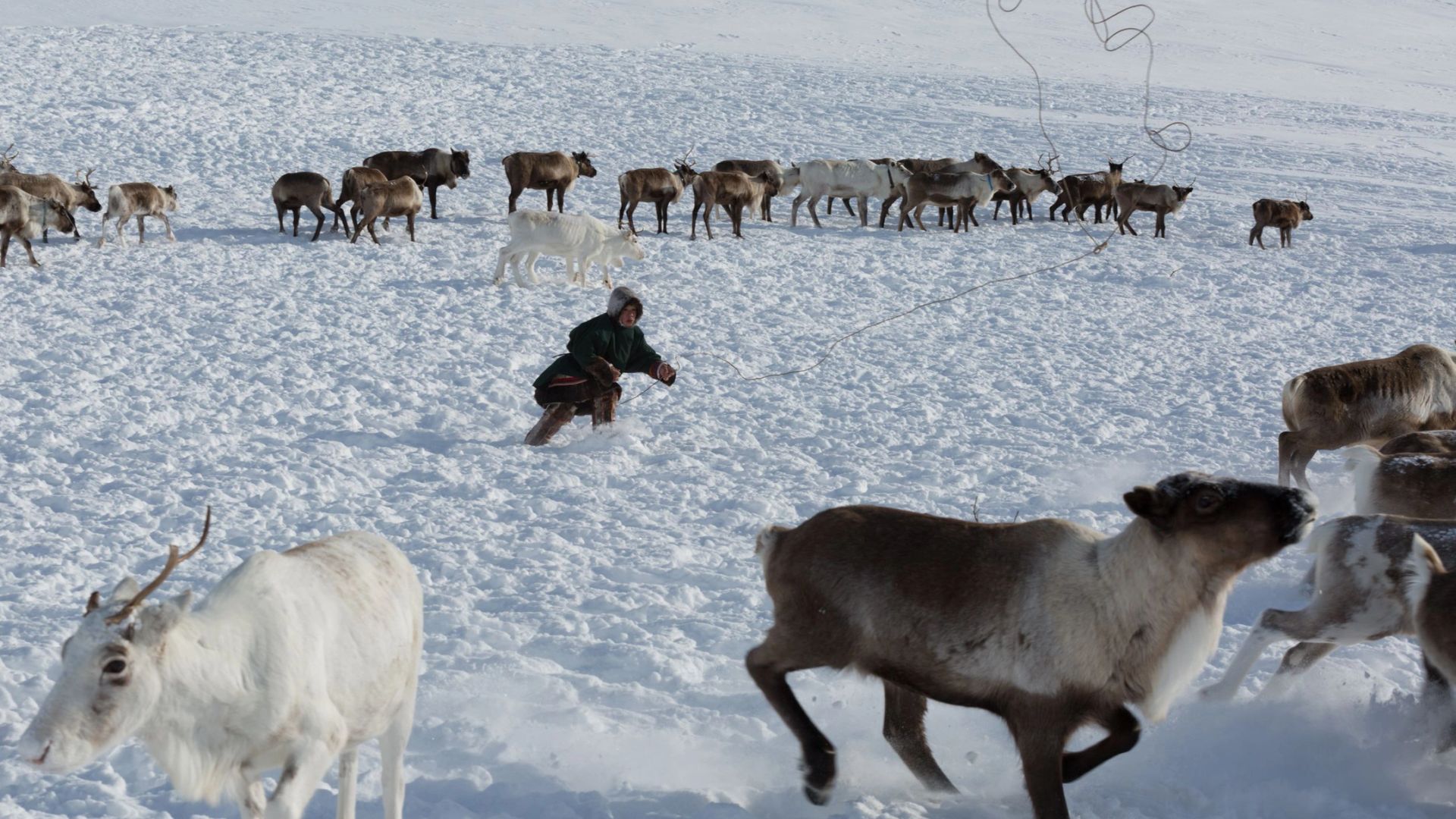 Глава Тазовского района посетил стойбище оленеводов