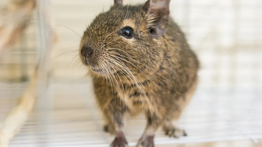 Фото: katfox.art/Shutterstock/Fotodom