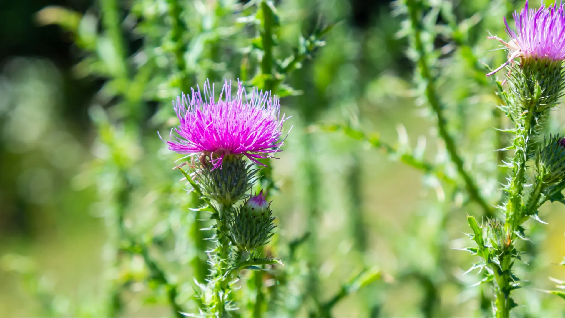 Чертополох был мощным оберегом от нечистой силы. Фото: olko1975/Shutterstock/Fotodom