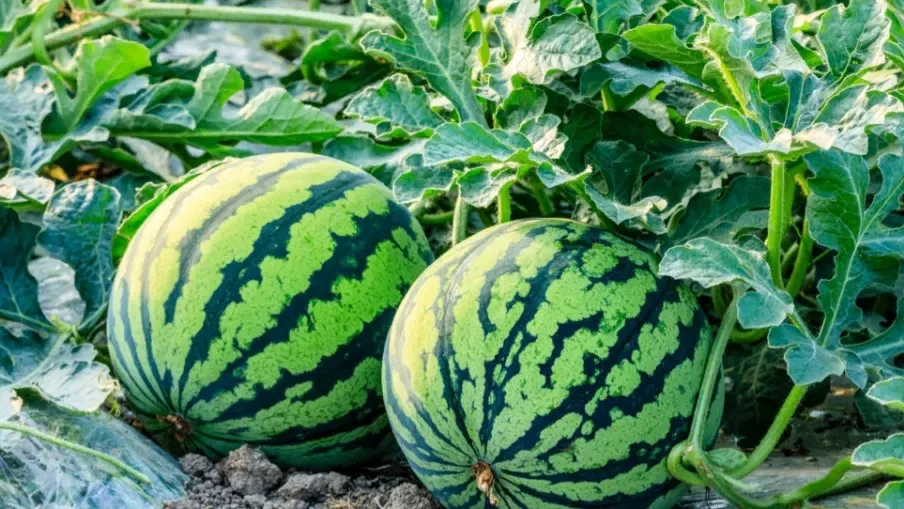 ABCDstock/Shutterstock/Fotodom