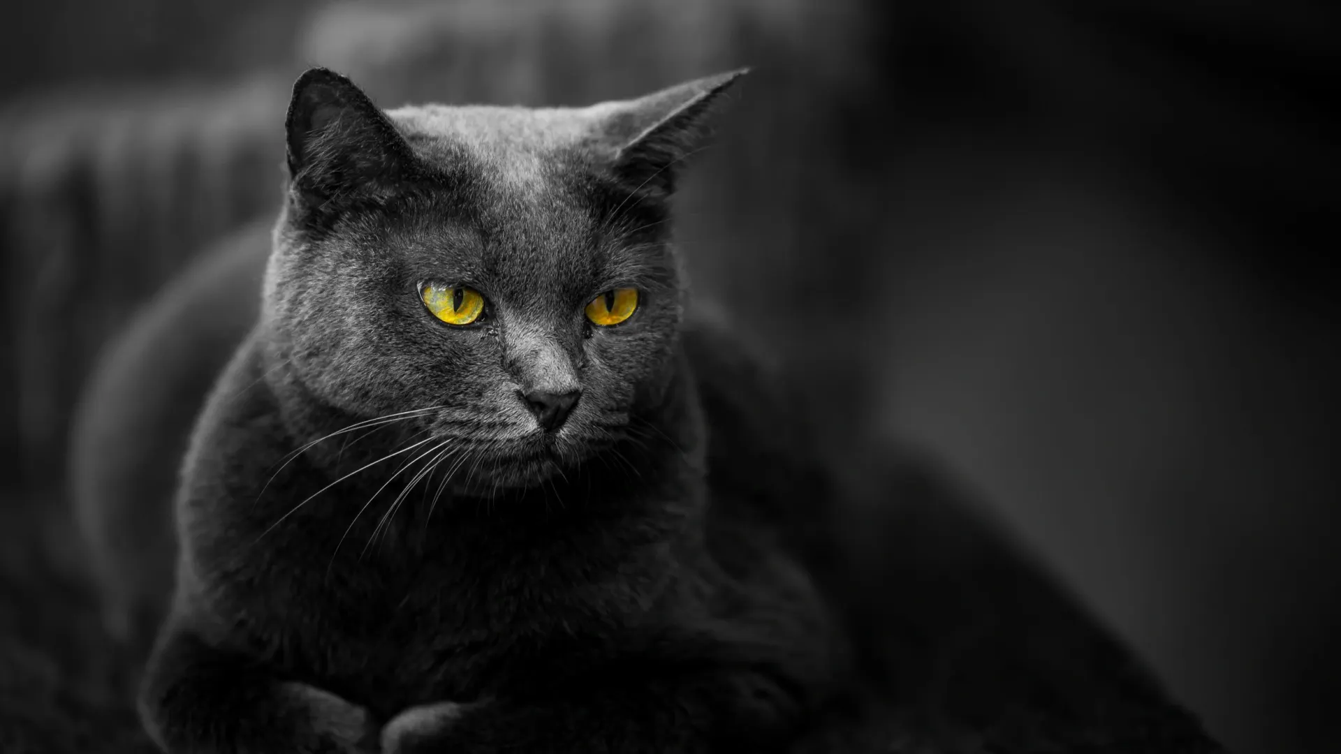 Фото: Ekachai prasertkaew/Shutterstock/Fotodom