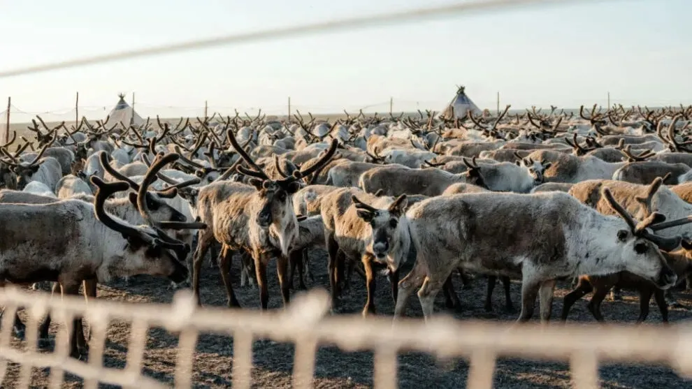 Фото: Юлия Чудинова/"Ямал-Медиа"