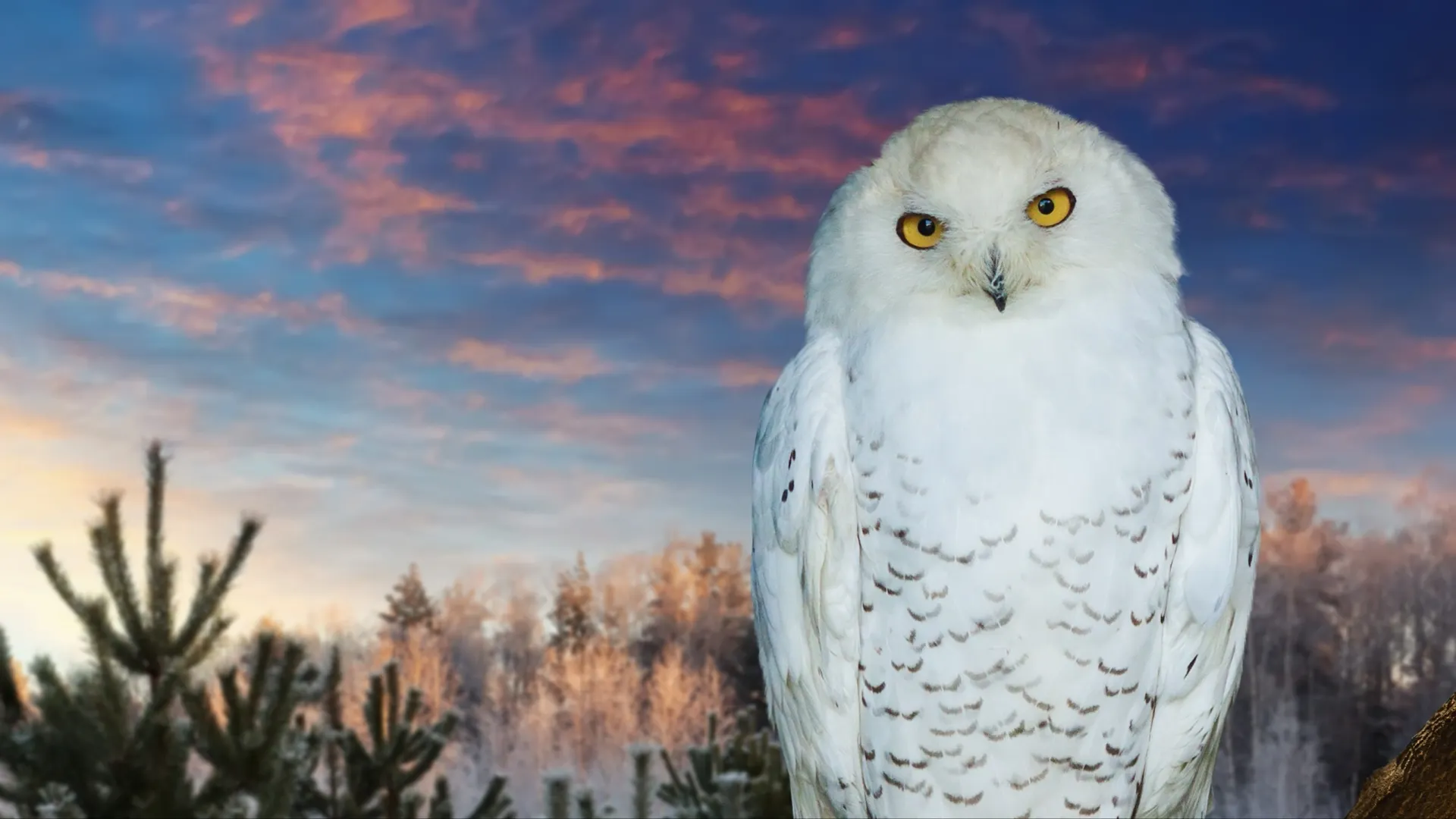 Фото: BearFotos/Shutterstock/Fotodom