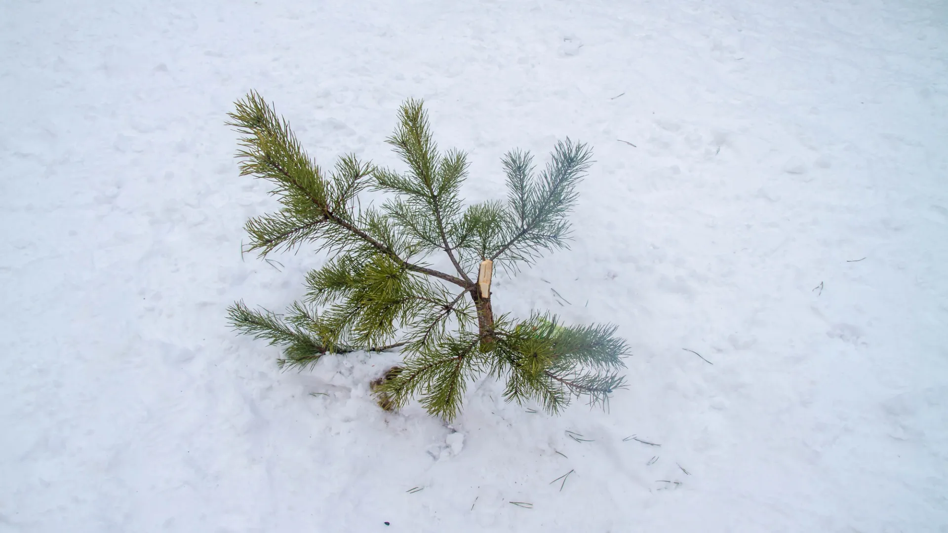 Фото: vk.com/incident_yamal