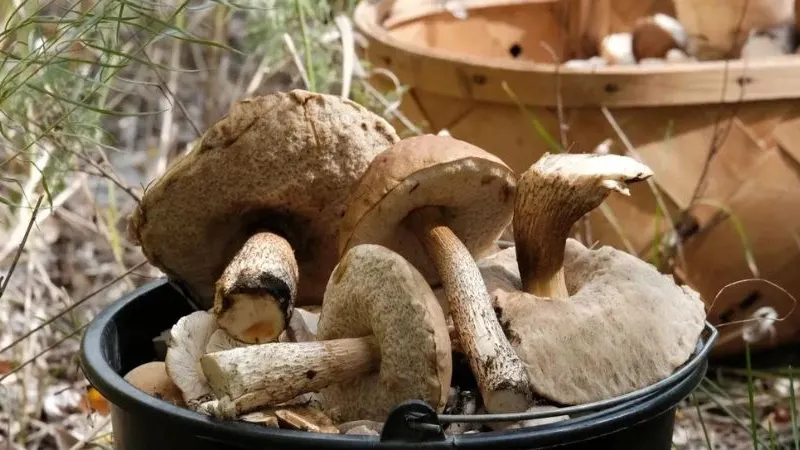 Фото: SvetaKost/Shutterstock/Fotodom