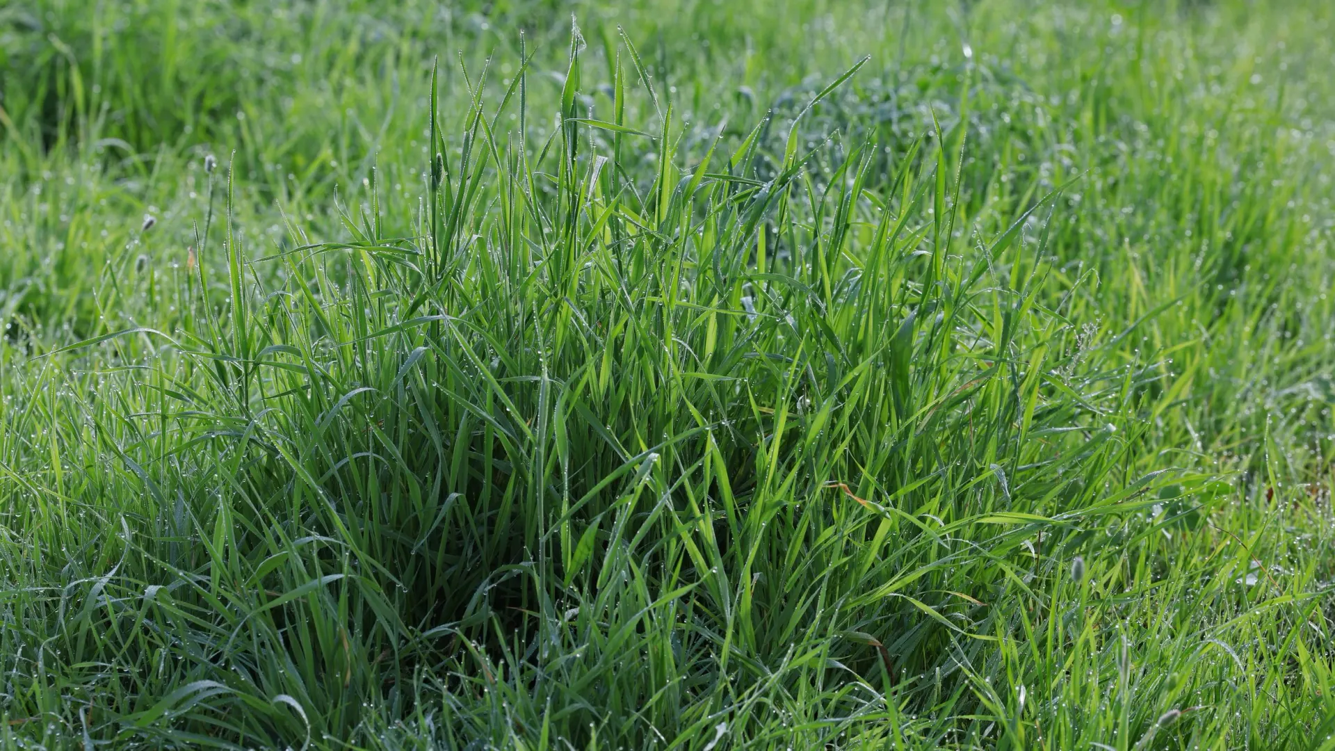 pic