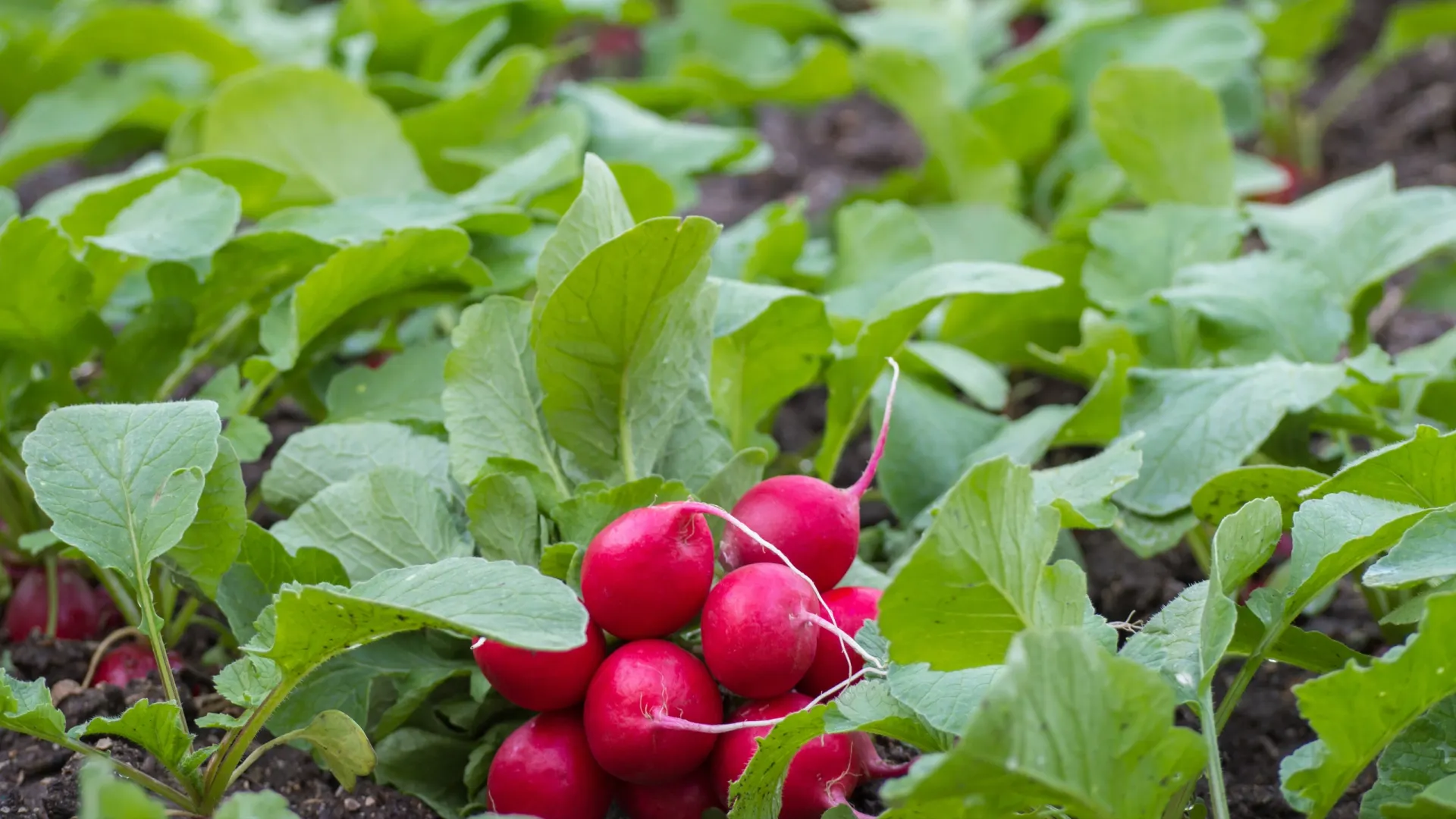 Фото: Alekskan12/ Shutterstock / Fotodom