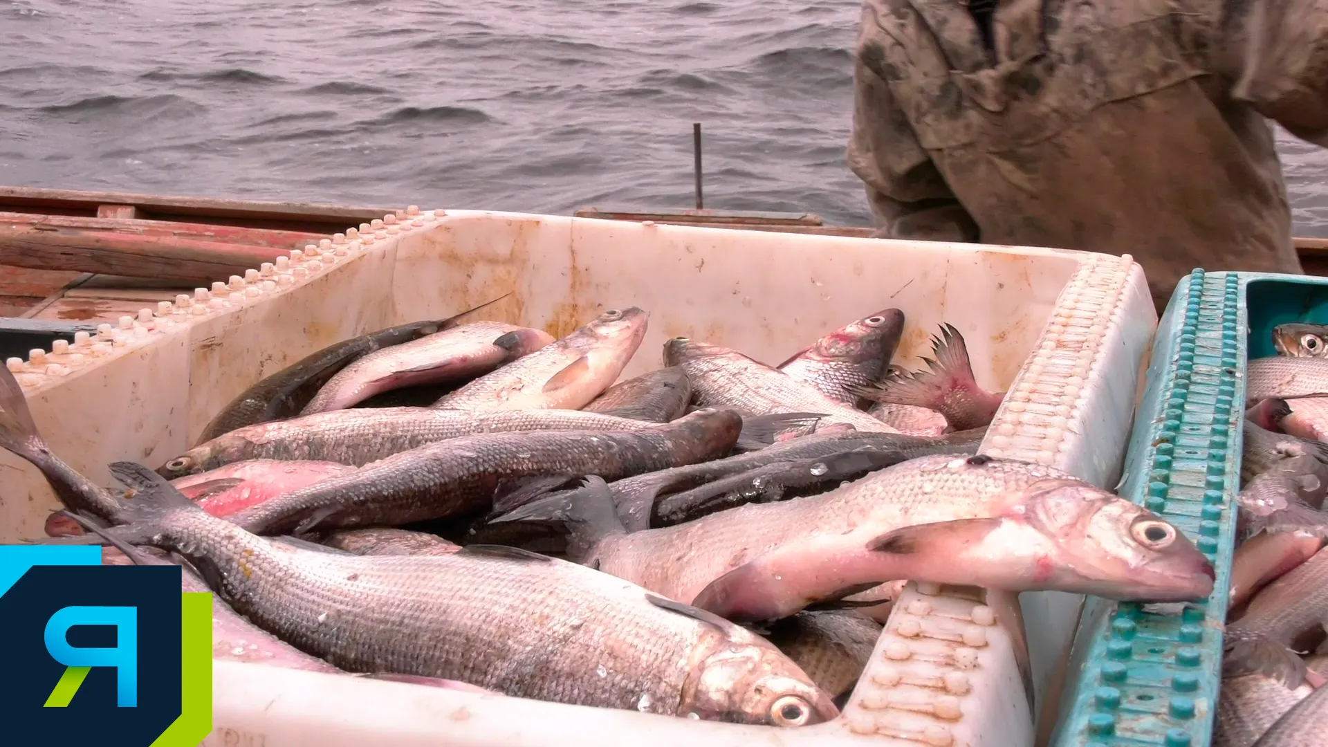 Фото: скрин из видео АНО "Ямал-Медиа"