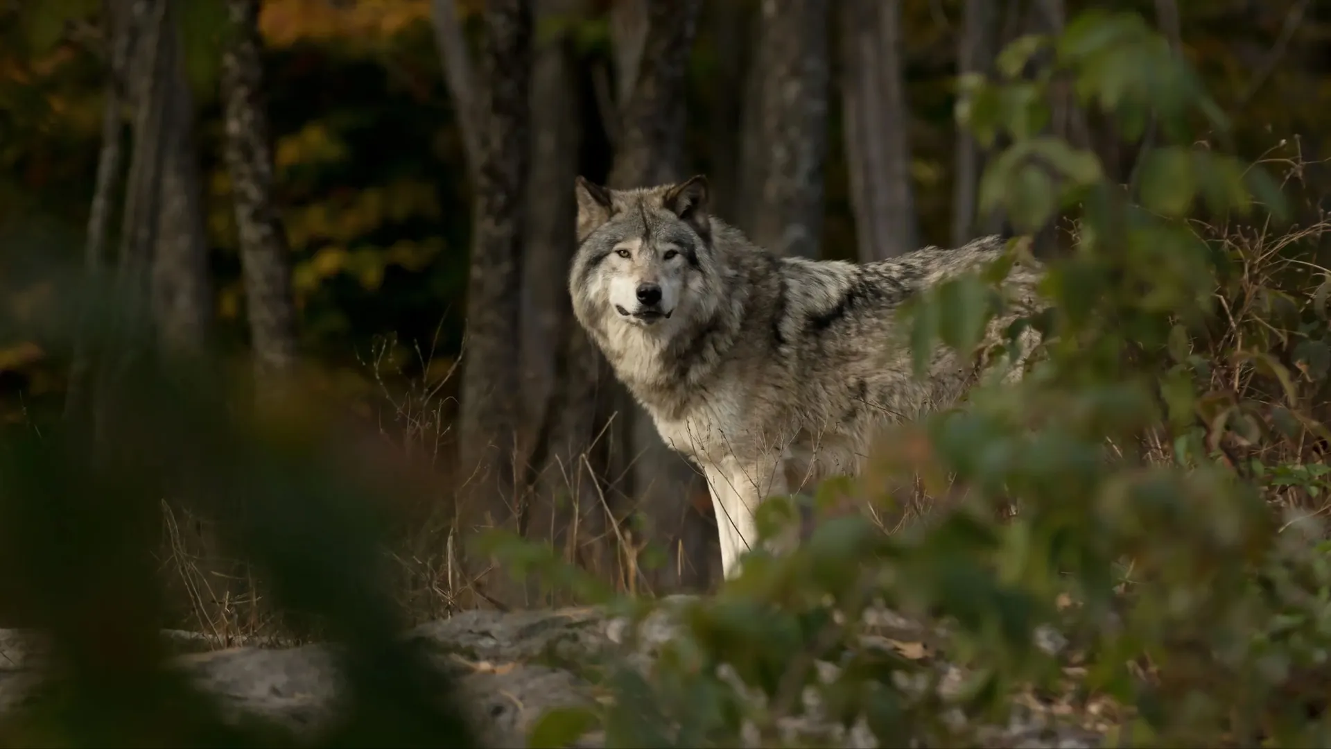 Фото: Jim Cumming/Shutterstock/Fotodom