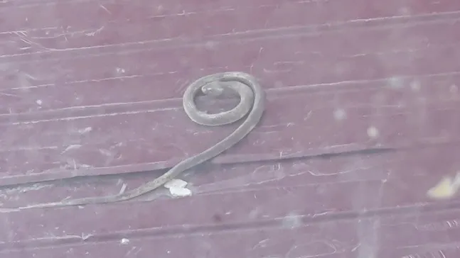 Фото: Екатерина Дерюшева/«Ямал-Медиа»