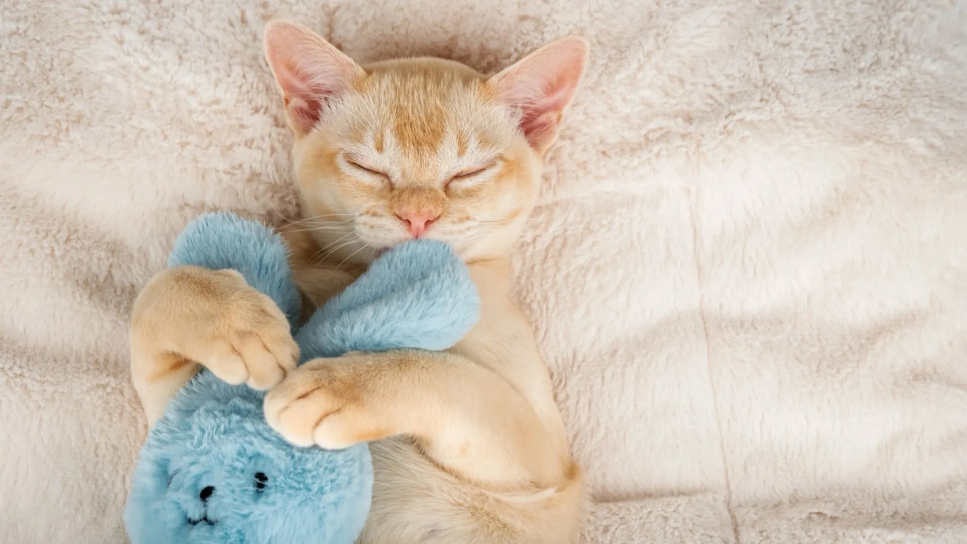 Фото: Svetlana Rey/Shutterstock/Fotodom