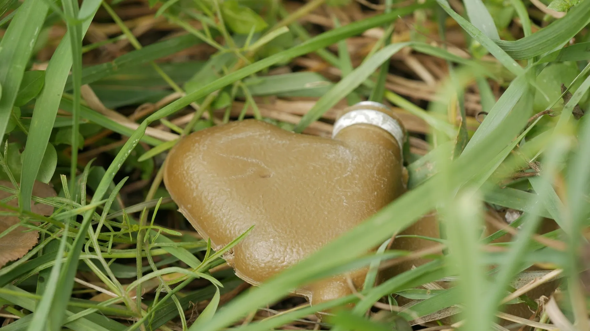 Фото: Zanger Zheleznogorov/Shutterstock/Fotodom