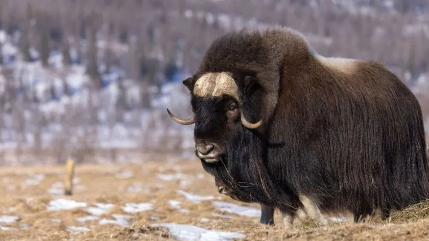 Фото: Федор Воронов/«Ямал-Медиа»