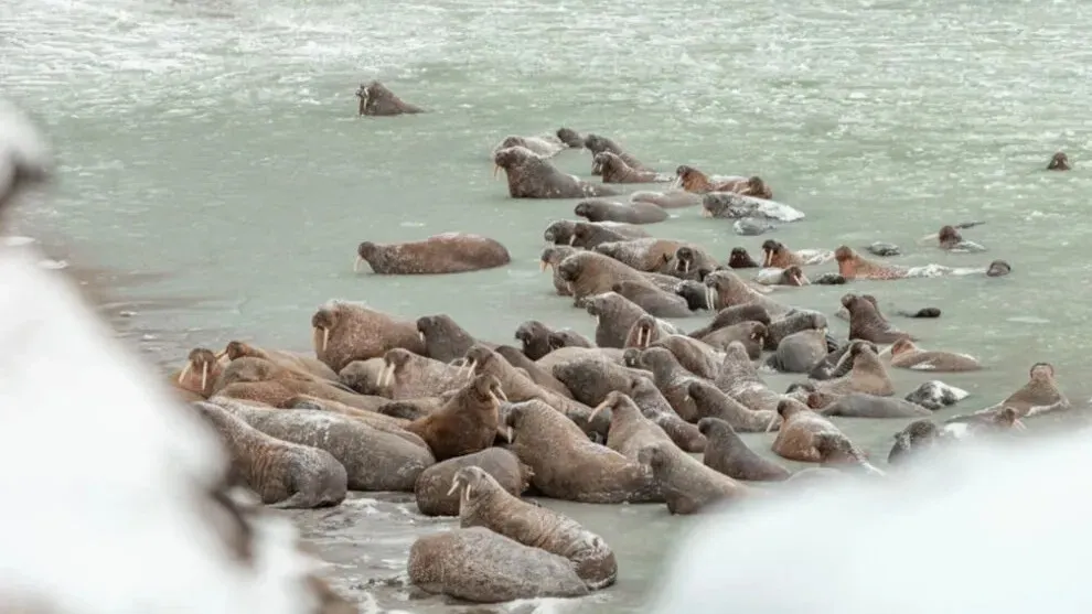 Фото: Андрей Ткачев/«Ямал-Медиа»