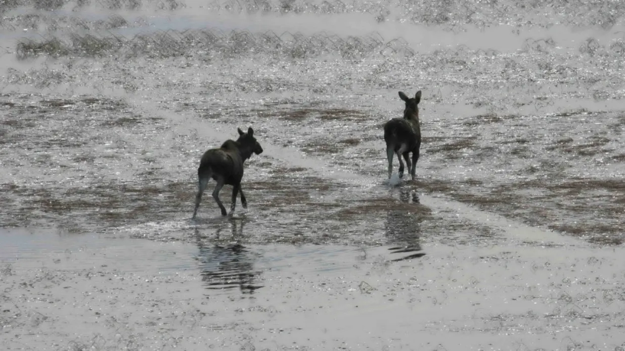 Фото: пресс-служба департамента природных ресурсов и экологии ЯНАО