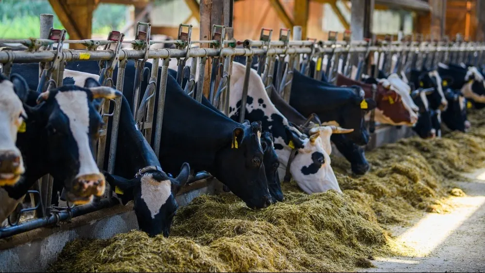 Коровы на ферме. Фото: K-Shoot Background/Shutterstock/Fotodom