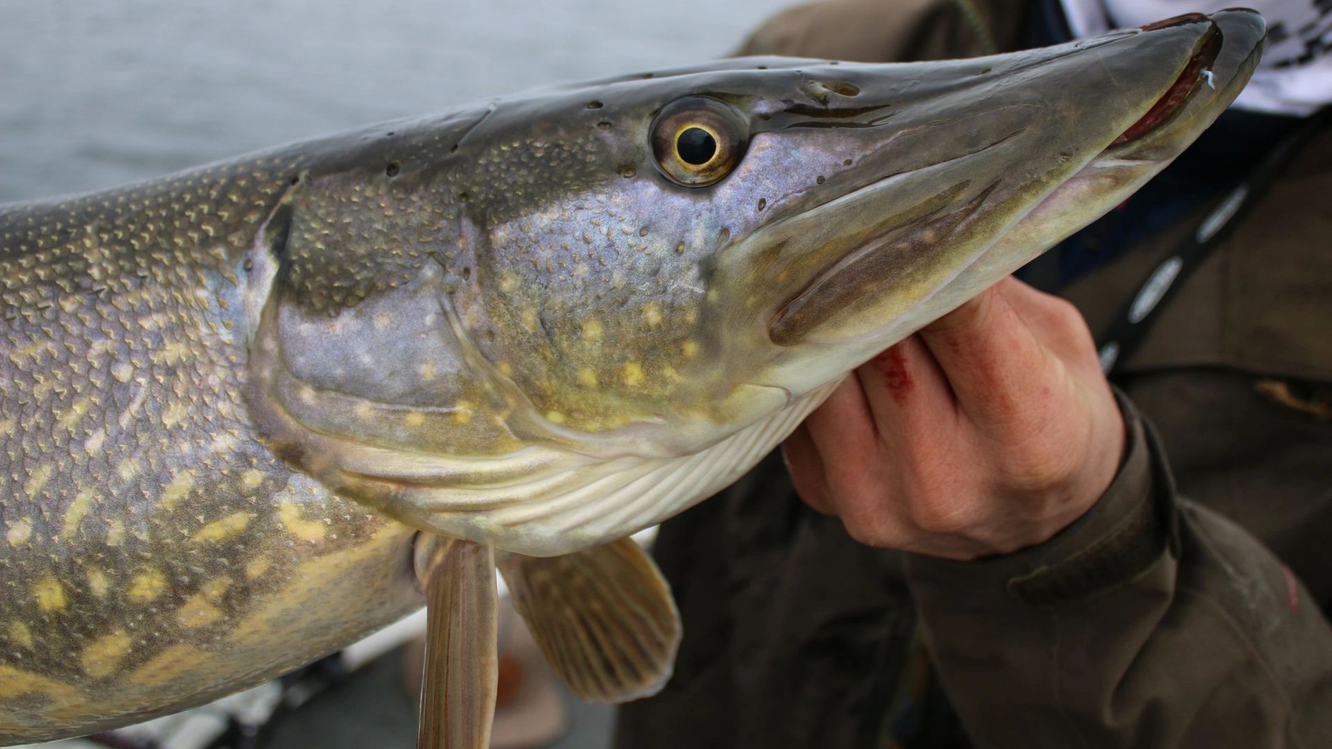 Житель Ямала выловил трофей весом 15 килограммов