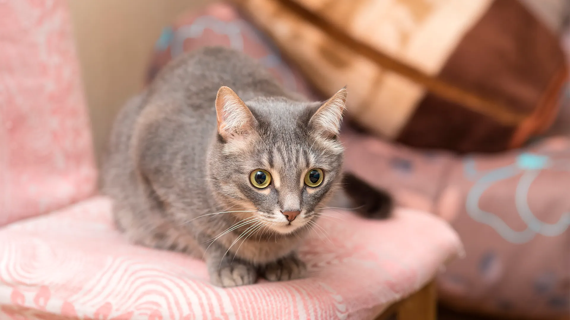 Фото: Maslov Dmitry / Shutterstock.com