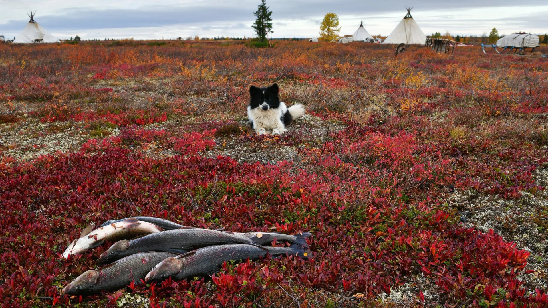 Ненецкая лайка стережет хариуса. Фото: longtaildog / Shutterstock / Fotodom