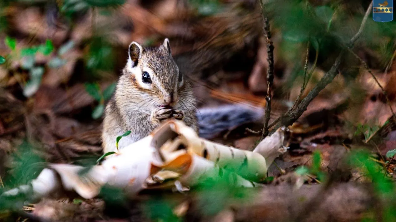 Фото предоставлено пресс-службой администрации Пуровского района