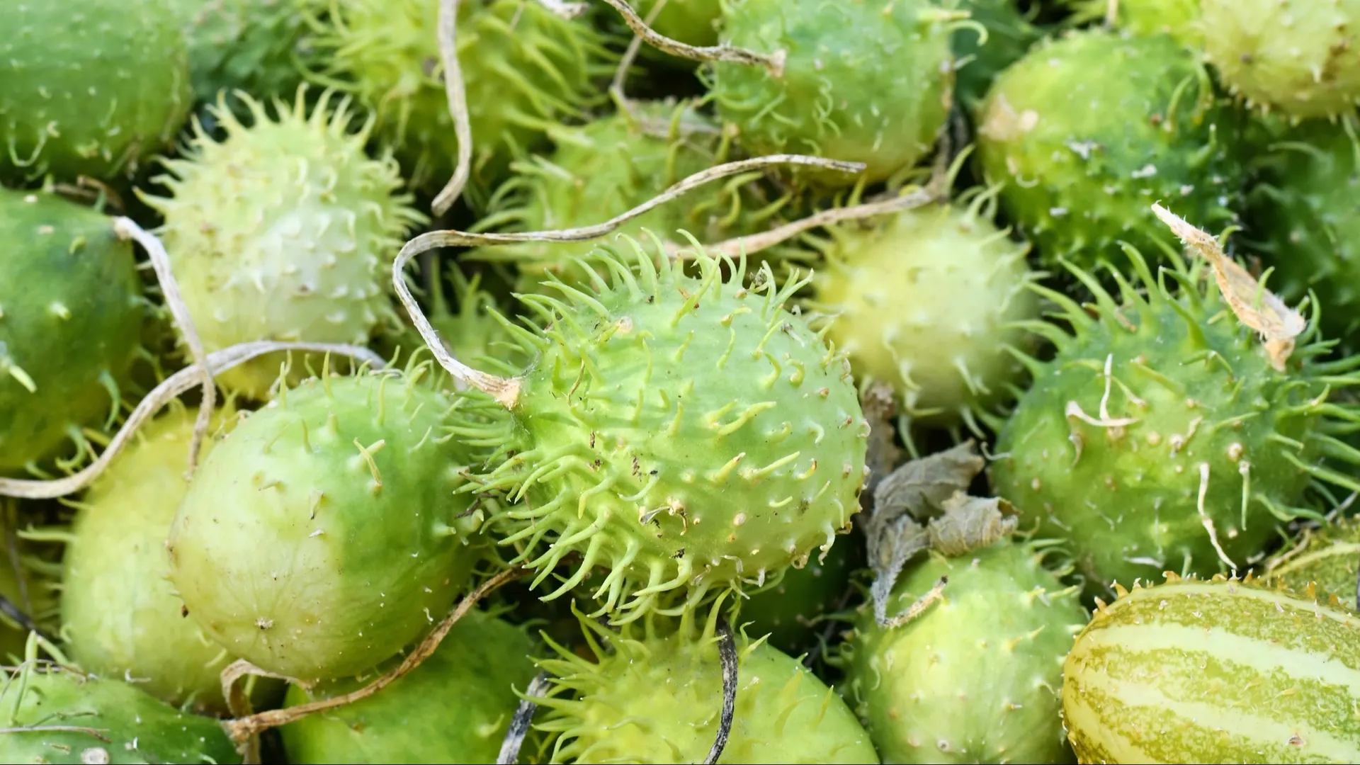 Американский дикий огурец. Фото: Firn/Shutterstock/Fotodom