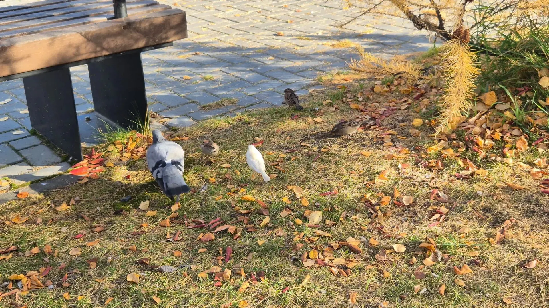 pic